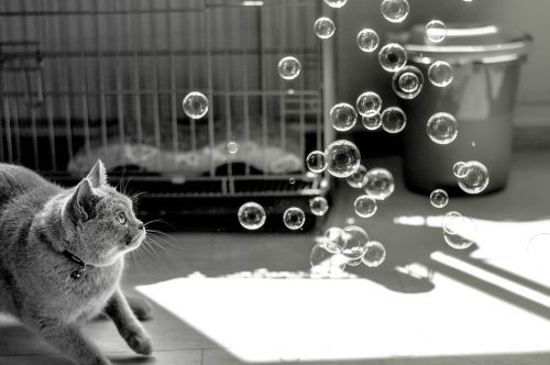 cat bubbles animals