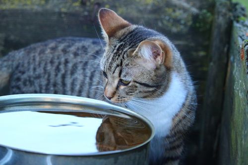 cat kitten water