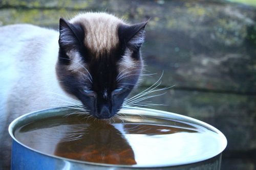 cat siamese cat siam