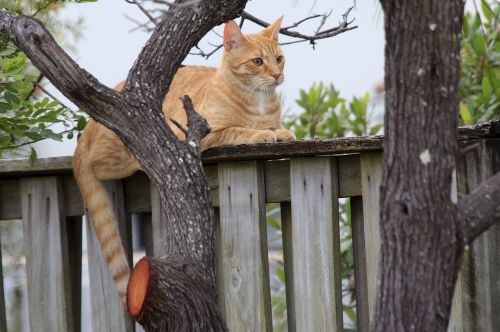 cat homeless fall