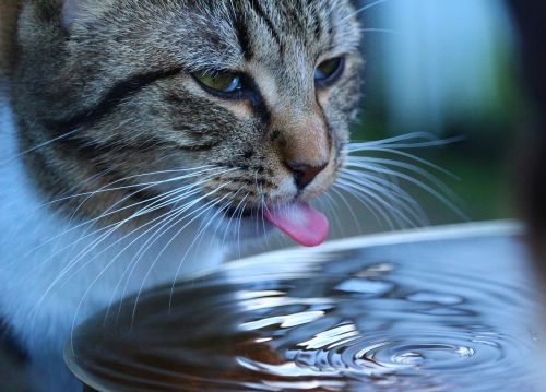 cat kitten water