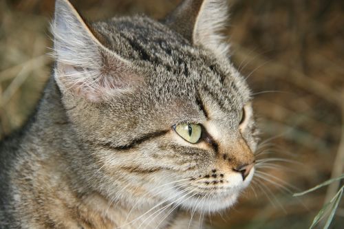 cat observing cat face