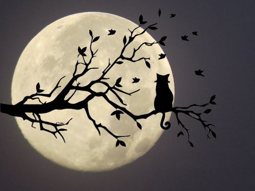 cat moon silhouette
