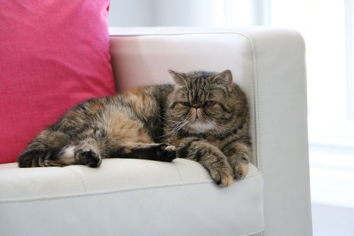 cat exotic shorthair couch