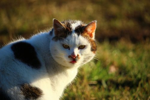 cat meadow domestic cat