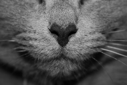 cat feline nose