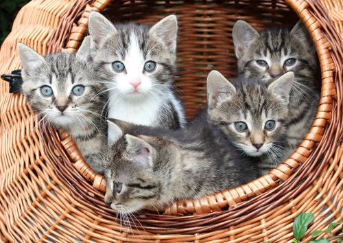 cat kitten in a basket babies