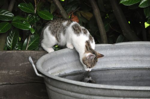 cat water mirroring