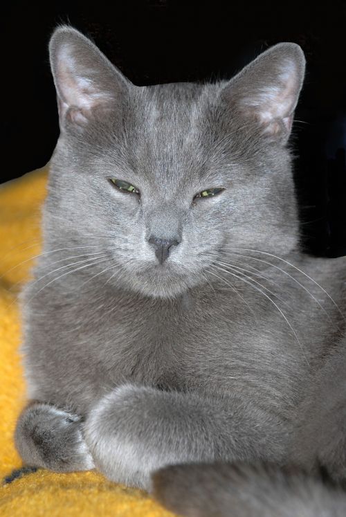 cat grey gray