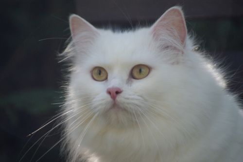cat white cat german longhair cat