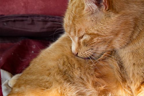 cat fur care orange