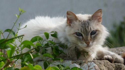 cat grey white domestic cat