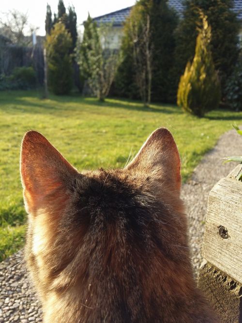 cat ears pet
