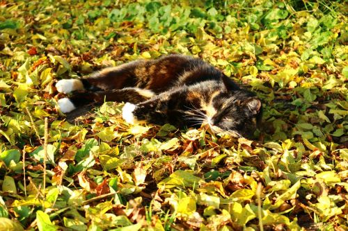 cat leaves autumn