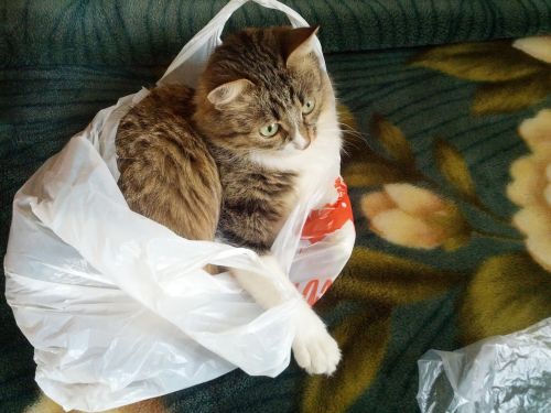 cat cat in the bag fun