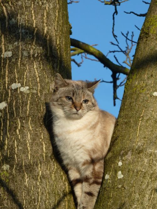 cat animal tree