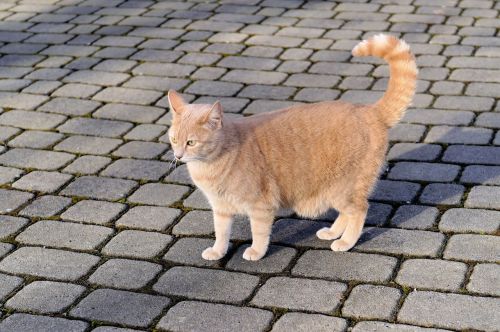 cat domestic cat female