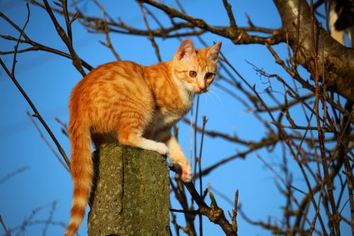 cat kitten mackerel