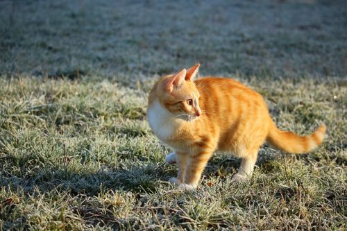 cat kitten mackerel