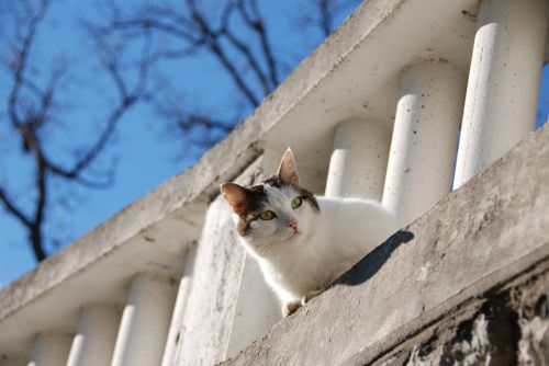 cat gray-white cat curious