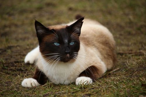 cat siamese cat play