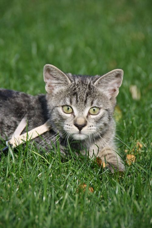 cat meadow sun