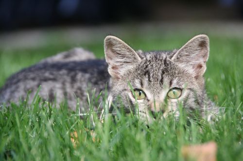 cat kitten on the lurking