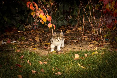 cat puppies animal