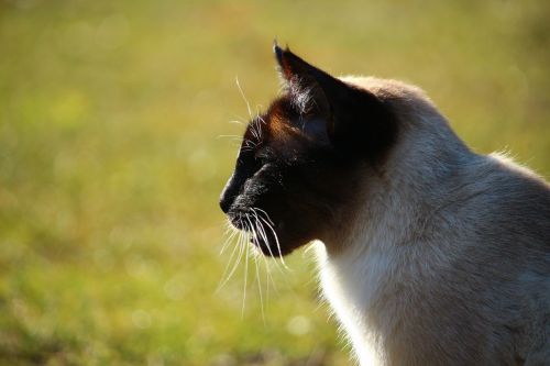 cat siamese cat siamese