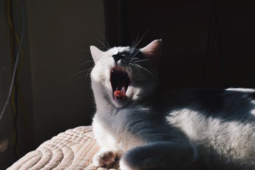 cat yawn mouth