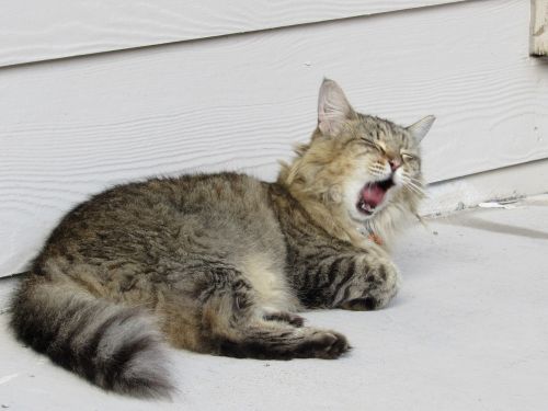 cat yawning feline