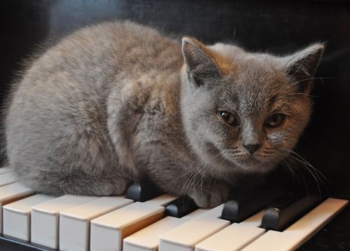cat piano kitten
