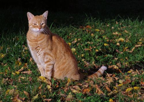 cat pet on the grass