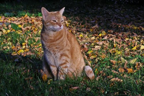 cat pet on the grass