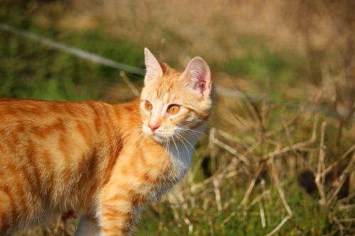 cat kitten red mackerel tabby