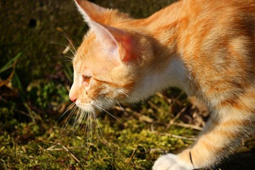 cat kitten red mackerel tabby