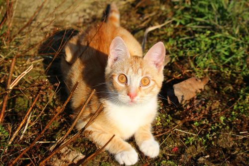 cat kitten red mackerel tabby