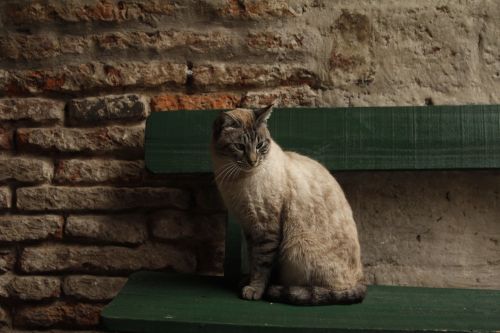 cat animal bench