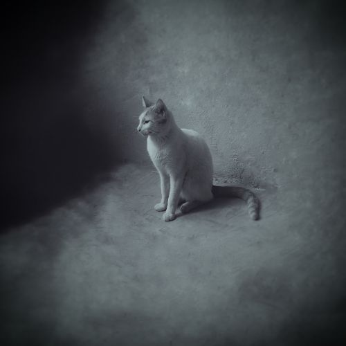 cat animal grayscale