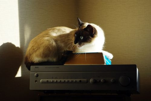 cat amplifier book