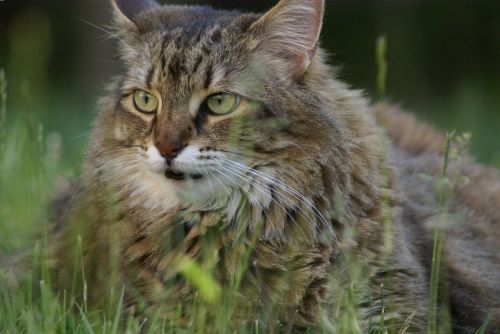 cat grass feline