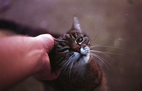 cat petting animal