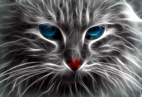 cat blue eyes feline
