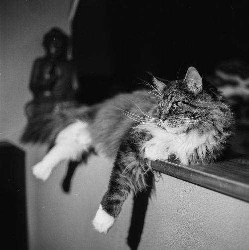 cat posing lying