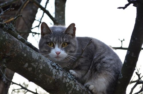 cat cat on a tree branch