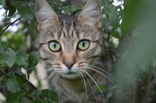 cat animal tree