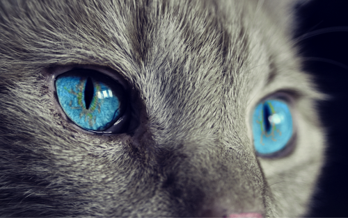cat animal cat's eyes