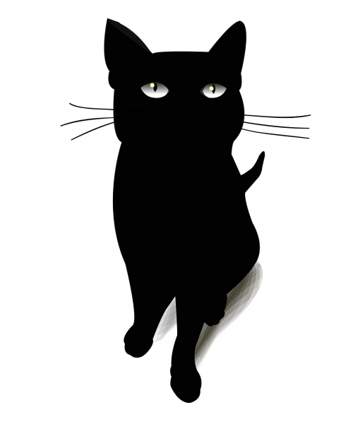 cat blackcat black cat