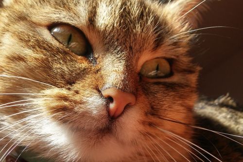 cat thoughtful cat reflection