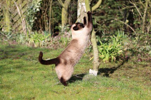 cat siamese domestic animal